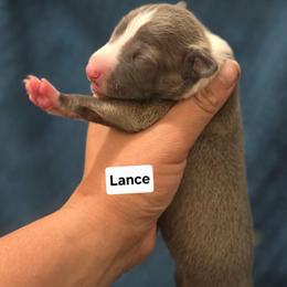 Lance - Blue male Italian Greyhound puppy in Parsons, Kansas from Feathered Cactus Farm