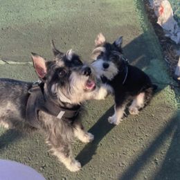 Miniature Schnauzers from Cheilyn's Miniatur Schnauzers