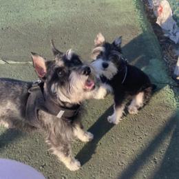 Miniature Schnauzers from Cheilyn's Miniatur Schnauzers