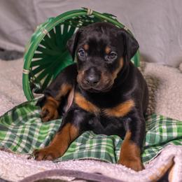 Lavender Girl - Black and rust female Doberman Pinscher puppy in Shelby, North Carolina from IronBee Dobermans