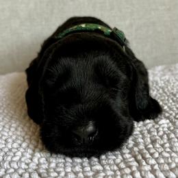 Giant Schnauzer and Miniature Schnauzer Puppies from My Angel Schnauzers