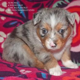 Aurora - Blue merle female Miniature Australian Shepherd puppy in Patterson, North Carolina from DreamLine Aussies