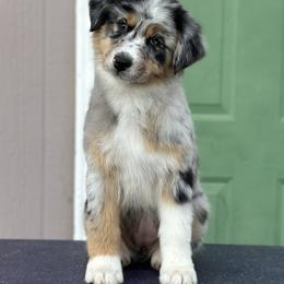 Blue girl 5 - Blue merle female Australian Shepherd puppy in Terrebonne, Oregon from Storybrooke Australian Shepherds