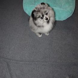 Pomeranian Puppies from Eelan’s Poms