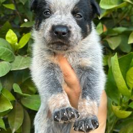 Waylon - Blue male Australian Cattle Dog puppy in Surprise, Arizona from Copper State Cattle Dogs