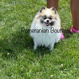 Luna - Pomeranian