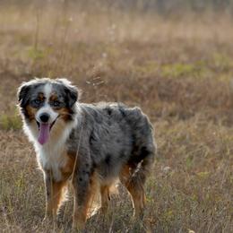 Glitter - Toy Australian Shepherd
