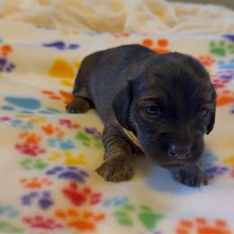 Yellow Collar Female - Red female Dachshund puppy in Madison, Michigan from Jensen Dobermans and Dachshunds