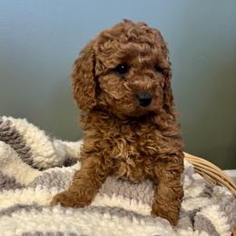 Slade - Red male Cavapoo puppy in Lititz, Pennsylvania from Painter Puppies