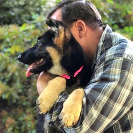 German Shepherds from Baskerville Shepherds