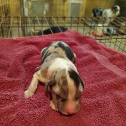 Boy 2 - Blue merle male Australian Shepherd puppy in Rossville, Tennessee from GoodSprings Aussies