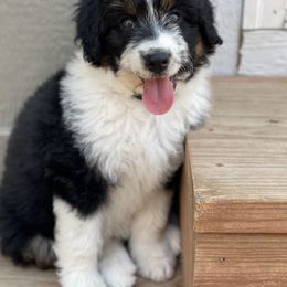 Aussiedoodle and Bernedoodle Puppies from North 40 Doodles