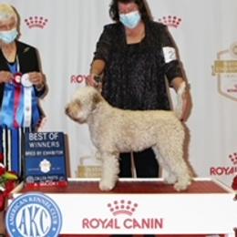 Vetta - Lagotto Romagnolo