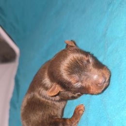 Chocolate M2 - Chocolate, tan and white male Yorkshire Terrier puppy in Lakeland, Florida from You Me & The Yorkies