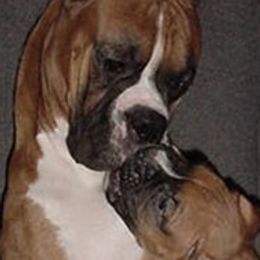 Boxers from DeeMar Boxers