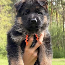 Orange female - Black and red female German Shepherd puppy in Louisville, Kentucky from Haus of Beautiful Chaos German Shepherds