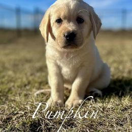 Pumpkin - Champagne female Dilute Retriever puppy in Rockwall, Texas from T3 Pups