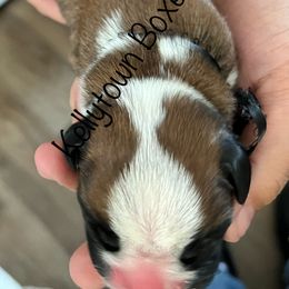 Boxer Puppies from Amy's Boxers