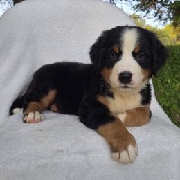 Pink Female - Black rust and white female Bernese Mountain Dog puppy in Greenwood, Delaware from A&A Greenwood Puppies
