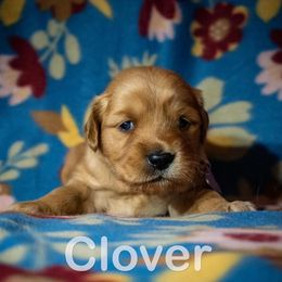 Golden Retriever Puppies from Happy Tails