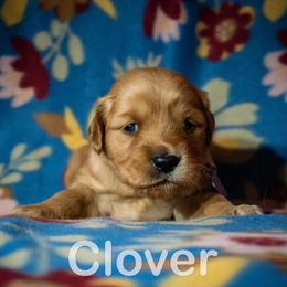 Golden Retriever Puppies from Happy Tails
