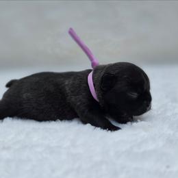 Purple collar - Brindle female French Bulldog puppy in Polk City, Florida from Best Friend Frenchies, LLC