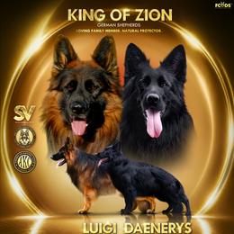 Green male - Black and red male German Shepherd puppy in Alvarado, Texas from King Of Zion German Shepherds