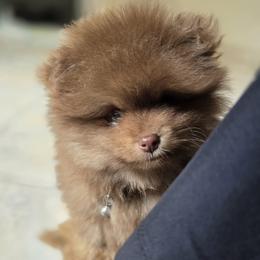 Poppi - Chocolate and tan male Pomeranian puppy in San Jose, California from Ruby's Sky's Kennels Pomeranian's