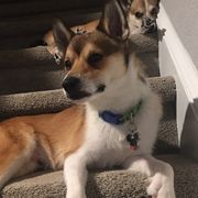 Norwegian Lundehunds from Sakari Kennels