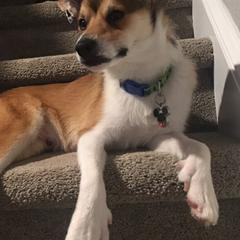 Norwegian Lundehunds from Sakari Kennels