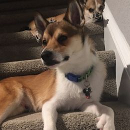 Norwegian Lundehunds from Sakari Kennels