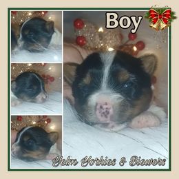Boy 1 - Biewer Terrier puppy from Yelm Biewers