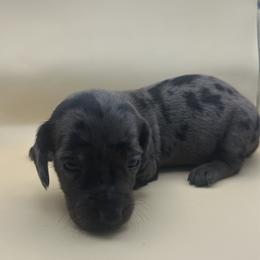 Pearl - Dapple female Dachshund puppy in Waycross, Georgia from Southern Paws