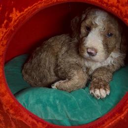 Ginger Snap - Red  female Poodle puppy in Corona, California from Garden Of Poodles