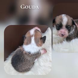 Gouda - Sable male Pembroke Welsh Corgi puppy in Charleroi, Pennsylvania from Twilight Hollow Corgis