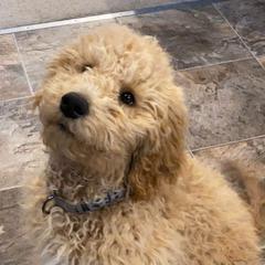 Goldendoodle, Labradoodle, Poodle, and Saint Berdoodle Puppies from Dent’s Doodles