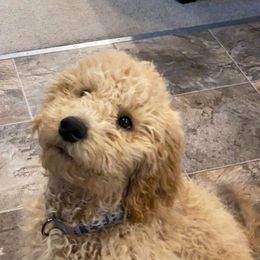 Goldendoodle, Labradoodle, Poodle, and Saint Berdoodle Puppies from Dent’s Doodles