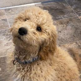 Goldendoodle, Labradoodle, Poodle, and Saint Berdoodle Puppies from Dent’s Doodles