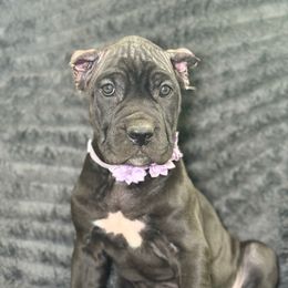 Tawny - Black female Cane Corso puppy in Russellville, Missouri from Soaring Royalty Canines LLC