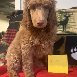 Girl 2 - Brown female Poodle puppy in Detroit, Michigan from Pretty Spoiled Spoos llc