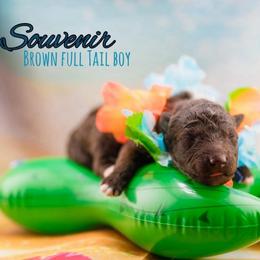 Souvenir - Brown male Mudi puppy in Villa Ridge, Missouri from Mythic Mudi