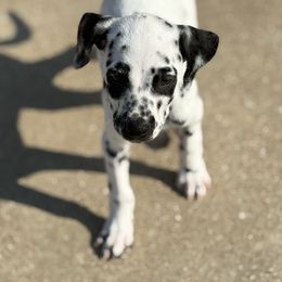 Lumpy - White and black male Dalmatian puppy in Fort Cavasos, Texas from Mainstreet Dalmation