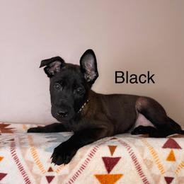 Black - Black sable male Belgian Malinois puppy in Muskegon, Michigan from Red Acres Working Line K9s