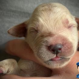 Second pick of the boys - Golden male Golden Retriever puppy in Fisher, Illinois from Aslan's Pride of Fidei Family Farms
