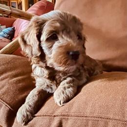 Harley - Red male Cavapoo puppy in Bozeman, Montana from Montana Cavapoo