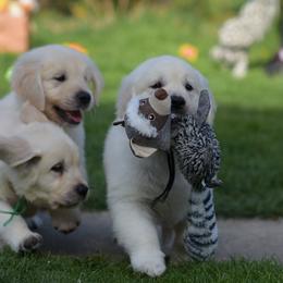 Golden Retriever Puppies from OC Goldens