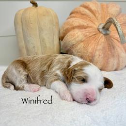 Winifred Sanderson - Red  female Goldendoodle puppy in Springville, Utah from JW Doodles