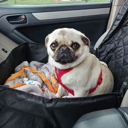 Mary  - Pug