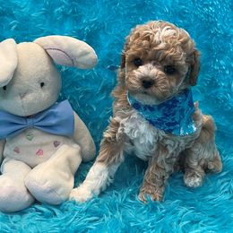 Toby - Cafe au lait male Maltipoo puppy in Taft, Tennessee from Knight Pups