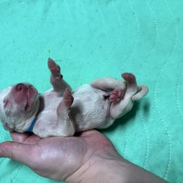 Aqua blue collar - White and liver brown male Dalmatian puppy in Wilson, North Carolina from New Horizonz Dalmatians